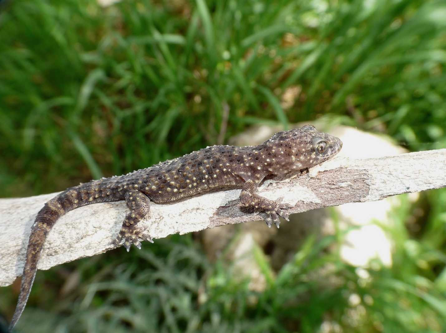Geko sotto la corteccia.